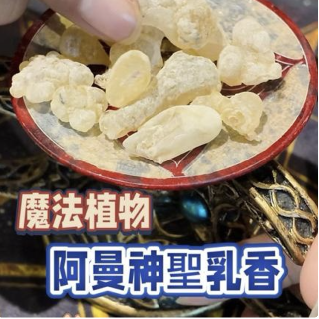 阿曼綠乳香 - 靜心淨化與靈性療癒的聖品 | 南瓜的魔法櫃子
